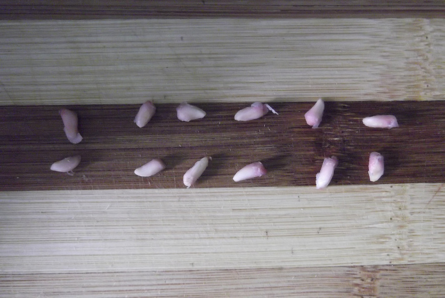 Growing Bonsai From Seed 